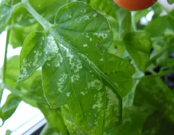 AmmoniumToxicity on Tomato Leaf