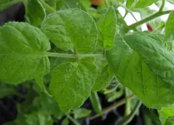 Healthy Tomato Leaves