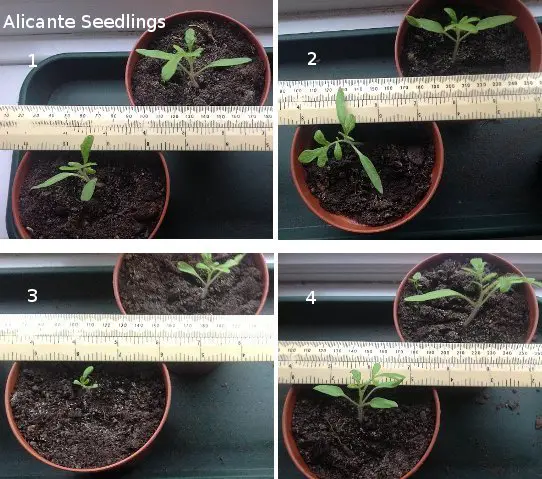 Alicante Seedlings W1