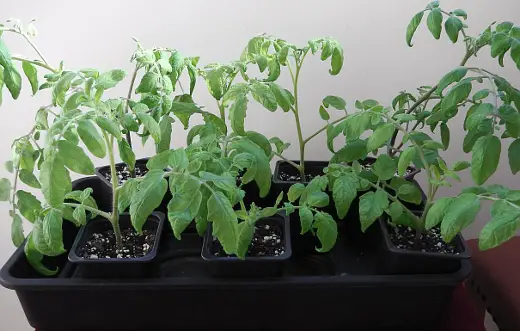 Young tomato plants and cuttings