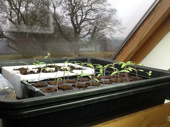 Seedlings26-March