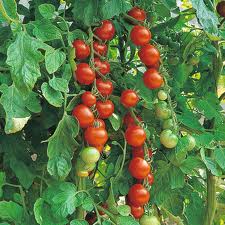 Tomato Truss of Gardener's Delight 