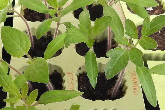 Seedlings at Four Weeks