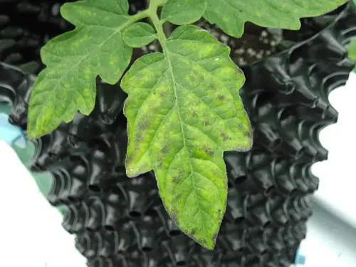 Tomato Plant Leaves and Nutrient Deficiencies