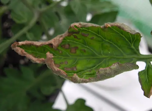 Potassium deficient leaf on tomato plant.