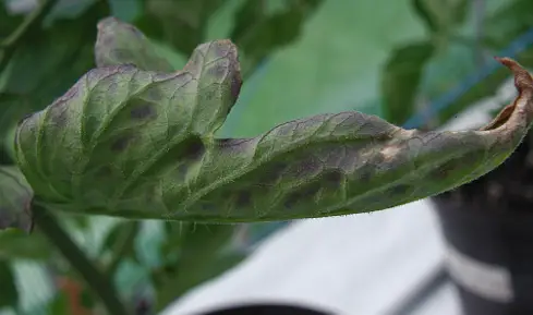 Purple leaves usually indicate phosphorus deficiency.