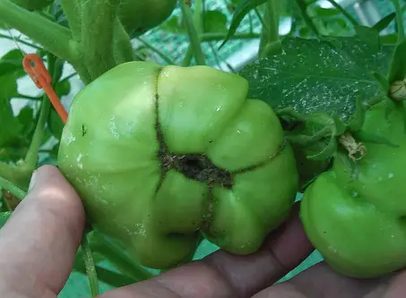 Tomato catfacing