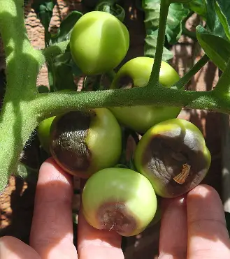 Blossom End Rot and How To Avoid It - Blossom End Rot in Tomatoes