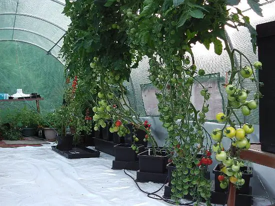 Tomato plants in containers