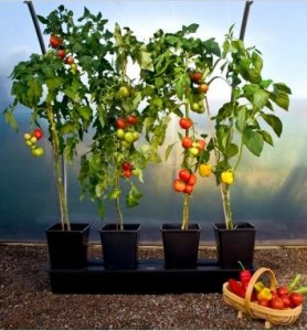 The Wet/Dry Cycle in Tomato Growing
