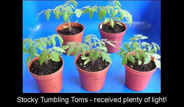 Tumbling Tom Tomato Plants