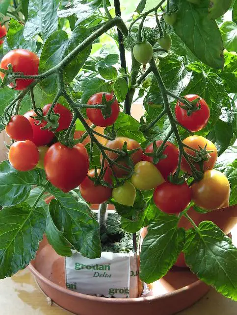 Tomato Dwarf Variety growing in Grodan Block.