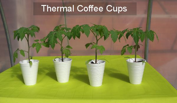 Transplanting seedlings into thermal coffee cups.