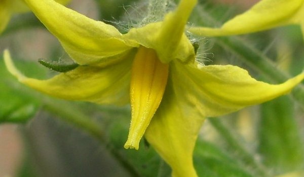 Pollination & Fruit Set In Tomatoes