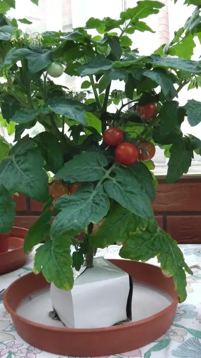 Tomato Minibel dwarf variety fruiting.