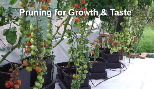 Pruning tomatoes for growth and taste.