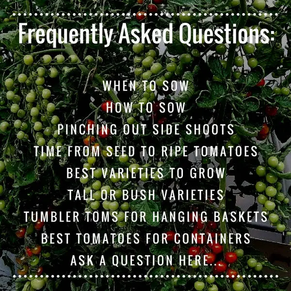 tomato frequently asked questions