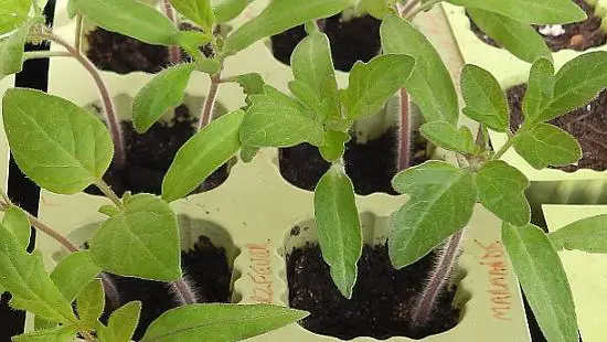 when to transplant tomato seedlings