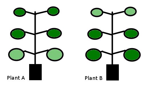 Example of nutrient deficiency in tomato leaves.