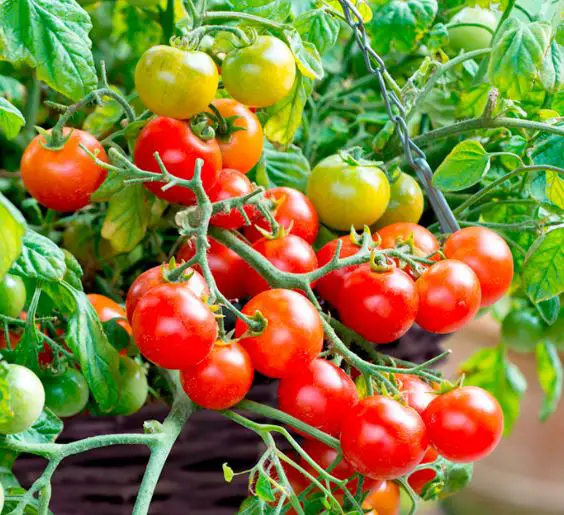 Hanging basket tomatoes