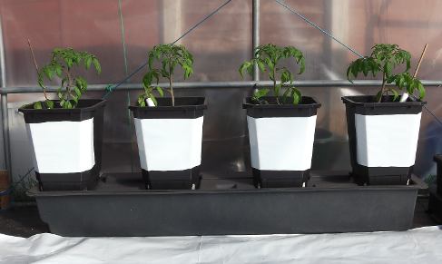 Pots with reflective white covers for hot direct sunlight.