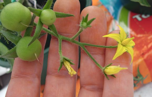 Tall variety showing tomatoes growing on a single stem or truss.