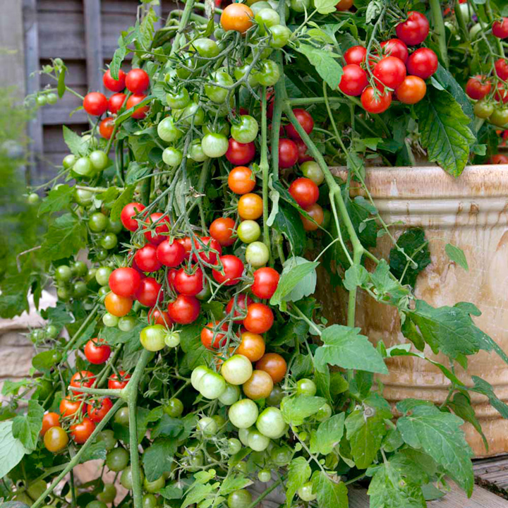 Lizzano F1 - Semi-Determinate Tomato Varieties