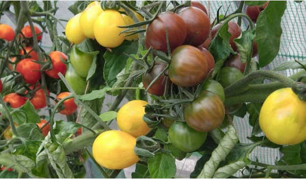 Three tomato heirloom varieties.