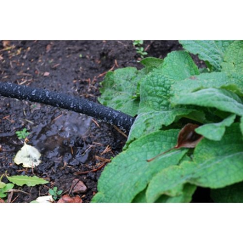 A soaker hose is great for watering tomato plants in rows.
