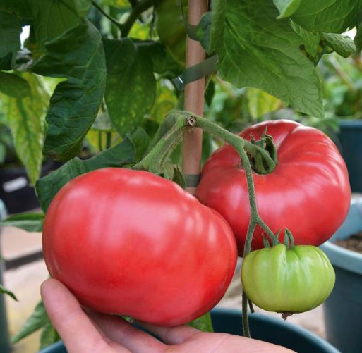 Crimson Blush Tomato from Suttons.