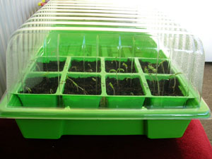 propagator for germinating and growing tomatoes from seed