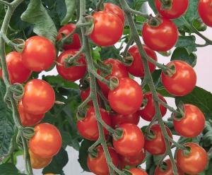 Growing Cherry Tomato Sweet Aperitif