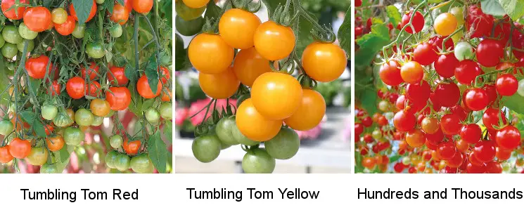 Tomato Trailing Varieties