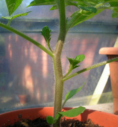 Tomato Side Shoots