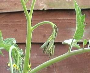 What is a tomato truss