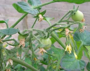 Tomato Growing Tips for best results and flower set.