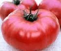 Tomato Brandywine - Growing Beefsteak Tomatoes 
