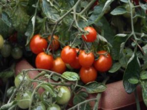 Tumbler Tomato - Growing Bush Tomatoes In Large Pots