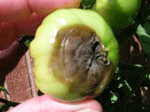 Tomato Blossom End Rot