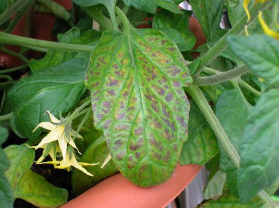 Magnesium deficiency on lower leaves.