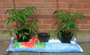 Growing tomatoes outside in a grow bag.