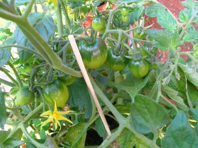 Red Alert Tomato Plant
