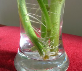 Taking Tomato Cuttings