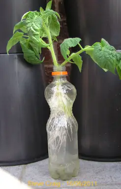 Tomato Root Cuttings