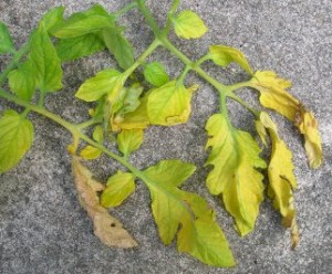 yellow tomato leaves - for De-Leafing Tomato Plants