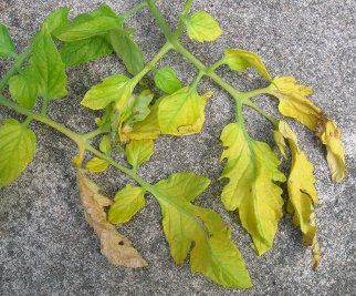 yellow leaves and nutrient deficiency