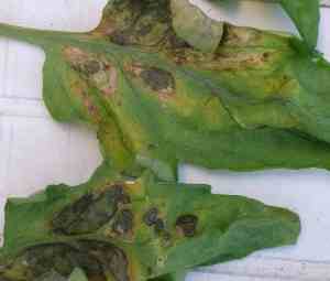 Tomato Blight