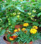 Marigolds and Tomatoes