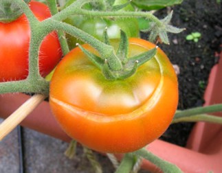 Tomato Split Skin