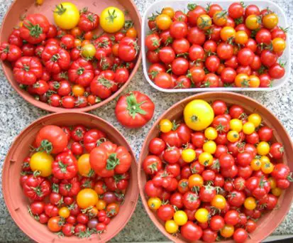 Tomatoes